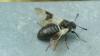 Abia fasciata
